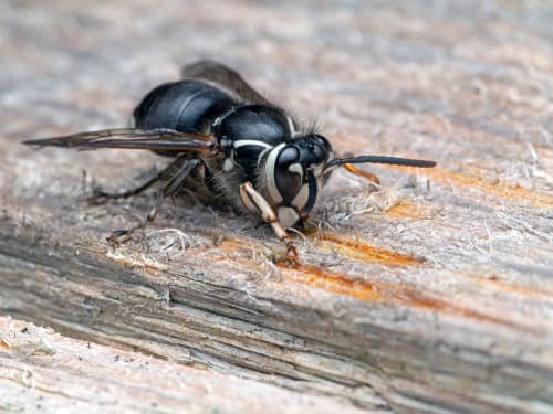 Bald-Faced Hornet