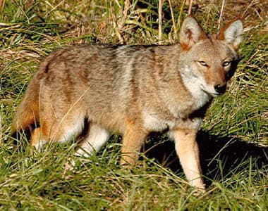 Coyote