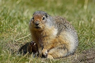 Gopher