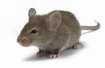 House Mouse