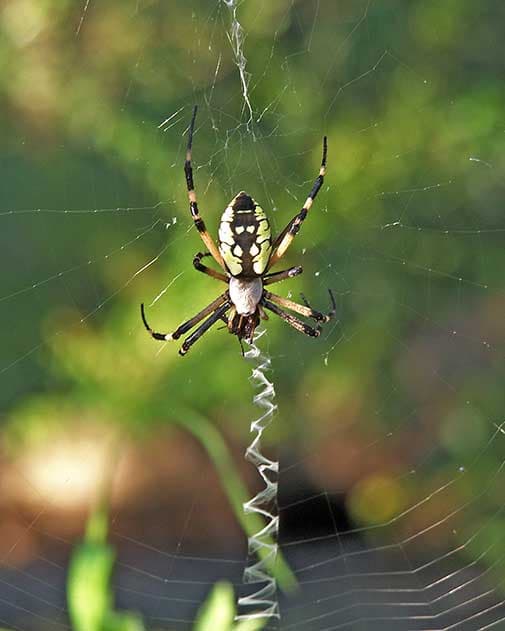 Orb Weaver Spider