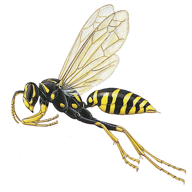 Paper Wasp