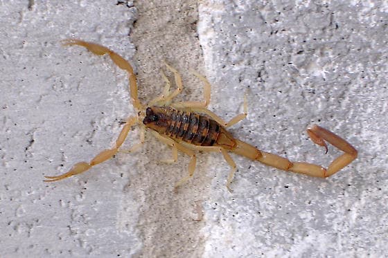 Striped Scorpion