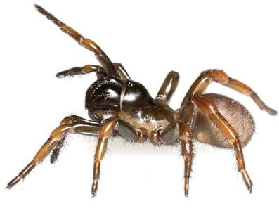 Trapdoor Spider