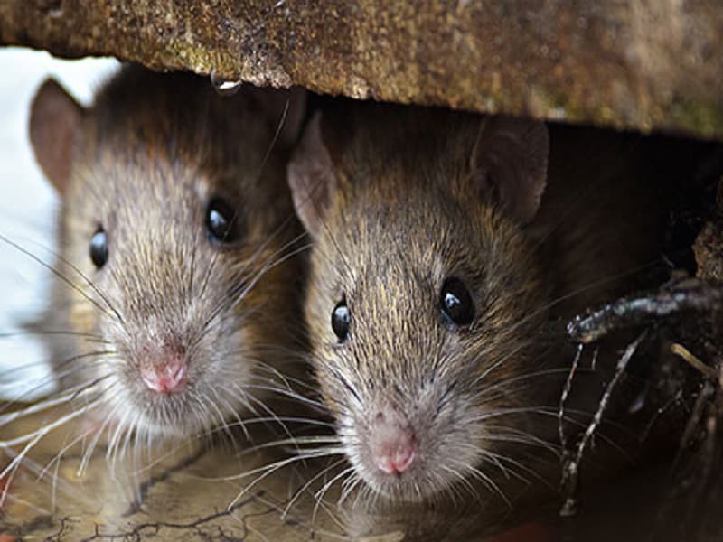 rodent1 rodent control services Sandy Springs
